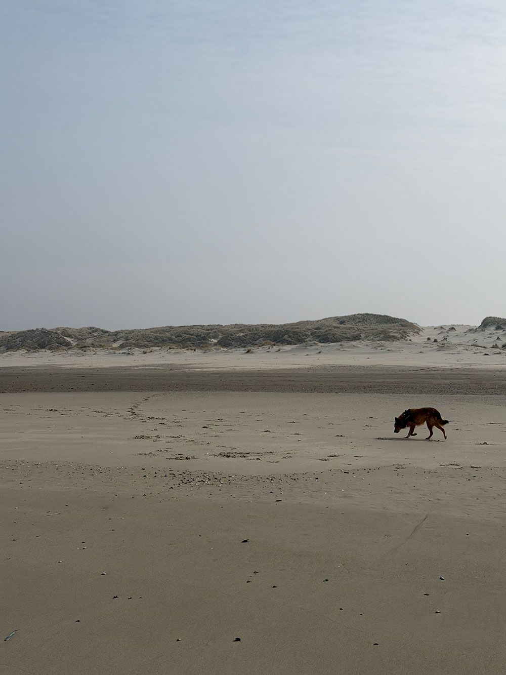 Wandelen over het strand