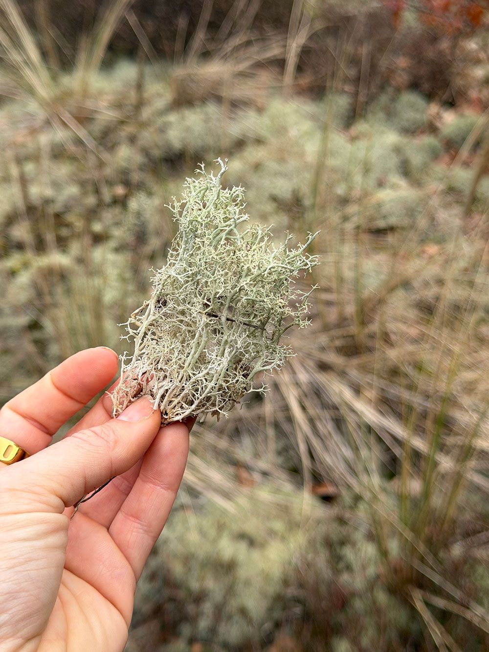 Wildplukken in het bos met de chef