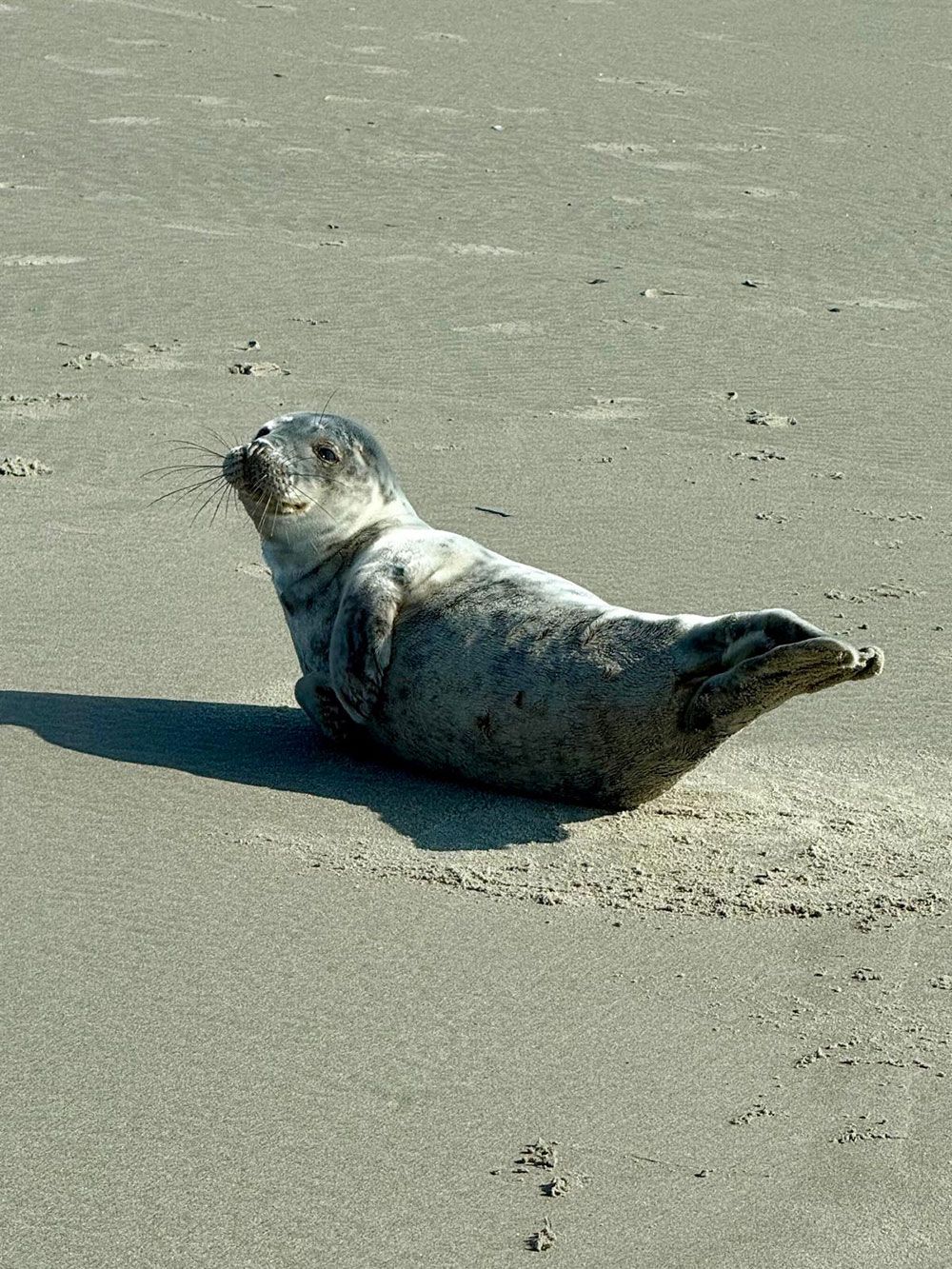 Een zeehond op het strand